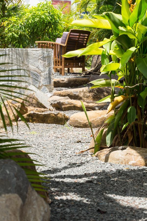 Iguana *